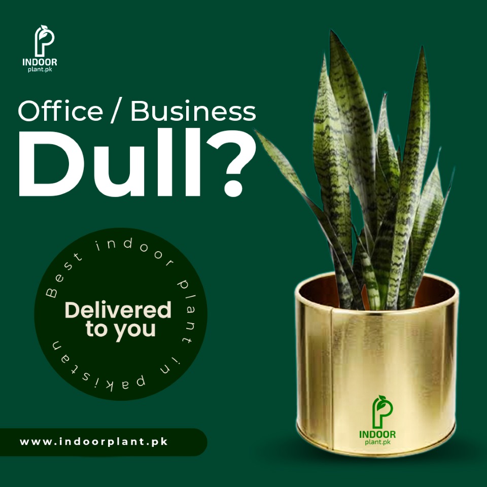 office look dull add plants