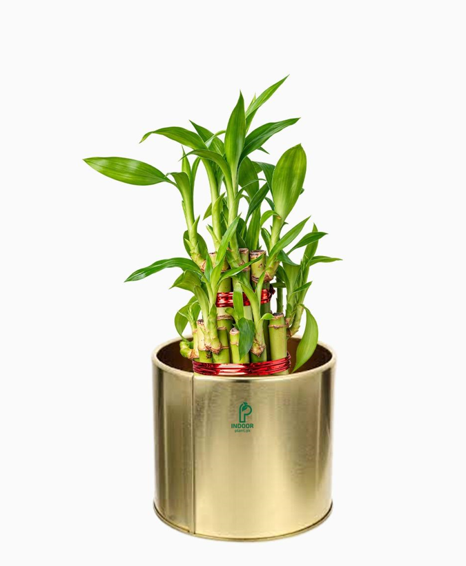 Lucky Bamboo Plant in Golden Pot