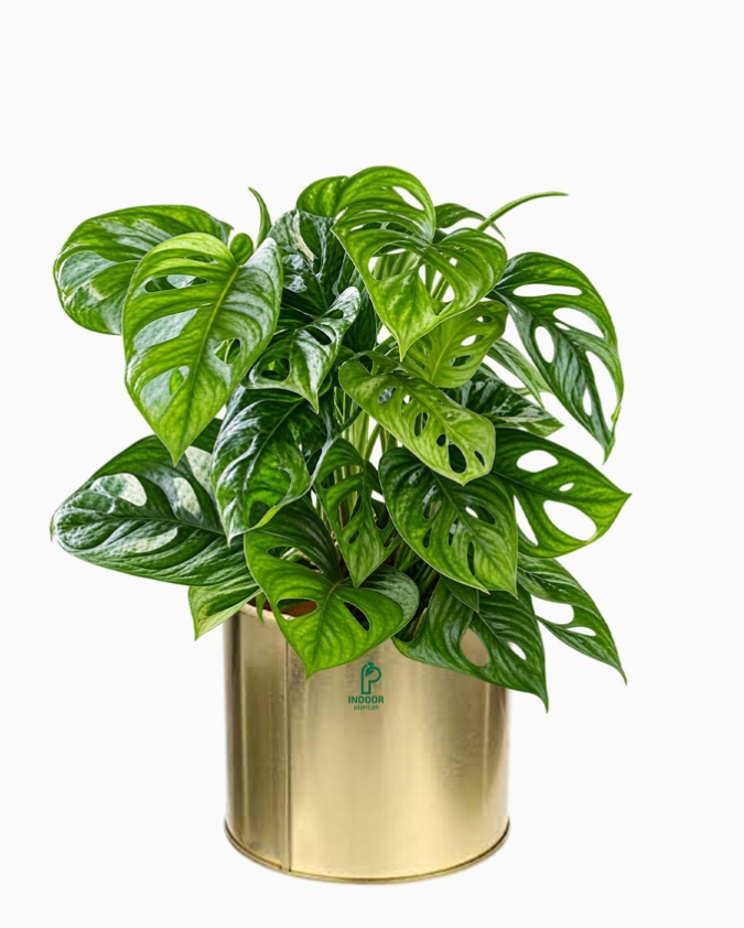 Swiss Cheese Plant in Golden Pot