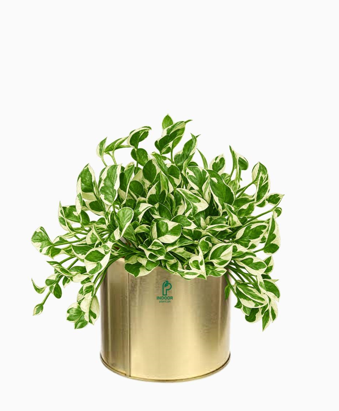 Pothos NJoy in Golden Pot