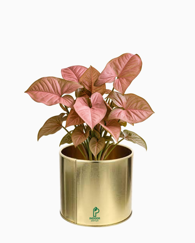 Pink Syngonium Plant in Golden Pot