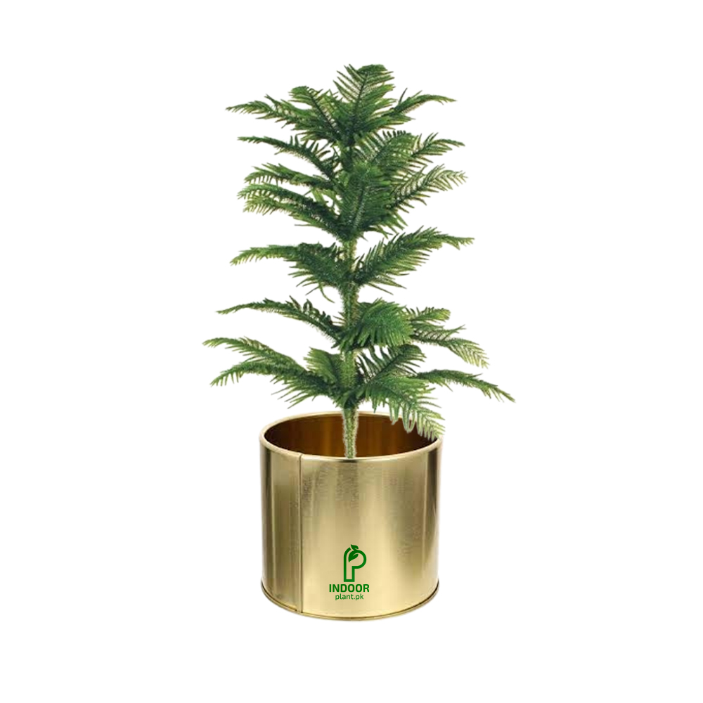 Araucaria Plant in Golden Pot - Table/Desk Size