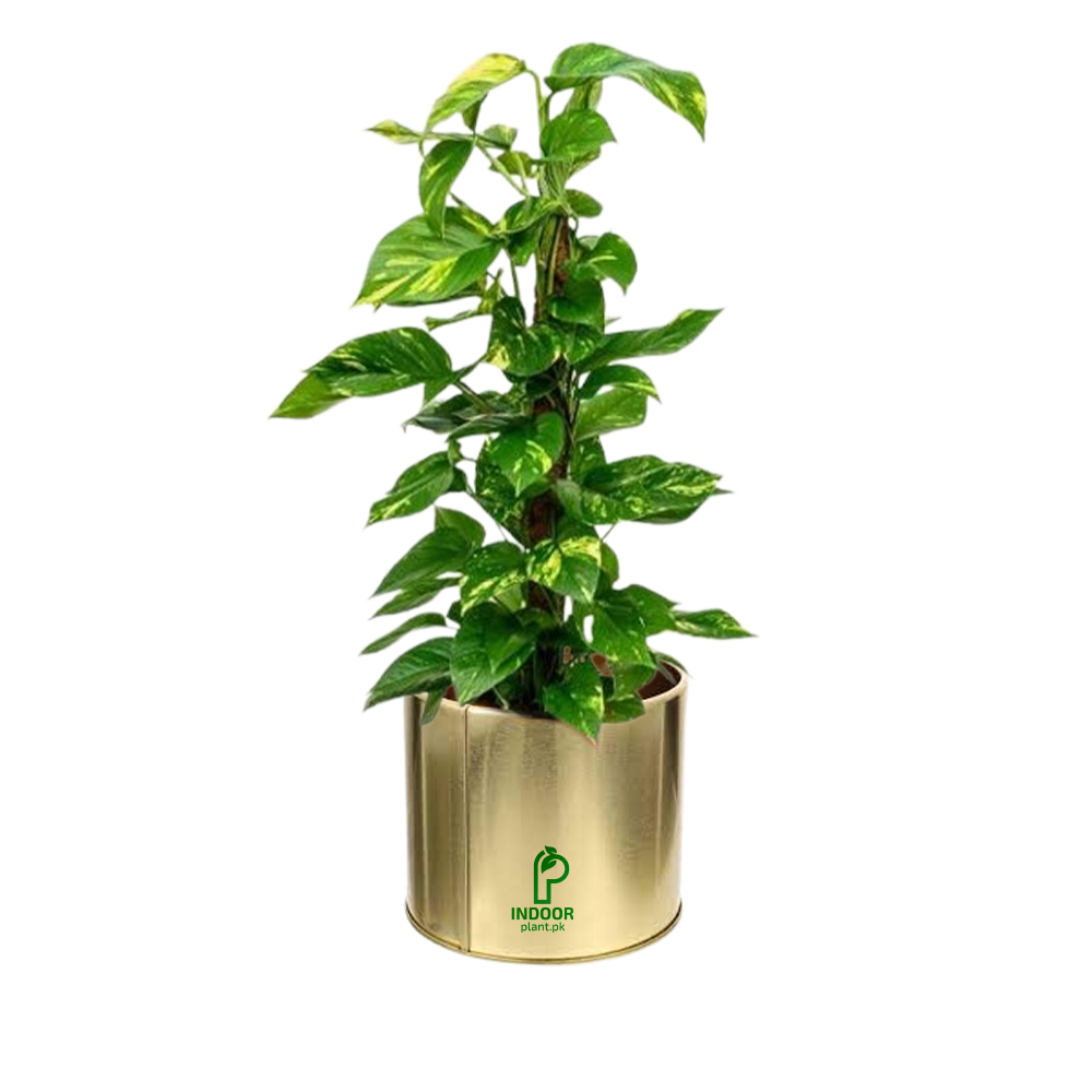 Money Plant in Golden Pot - Table / Desk Size