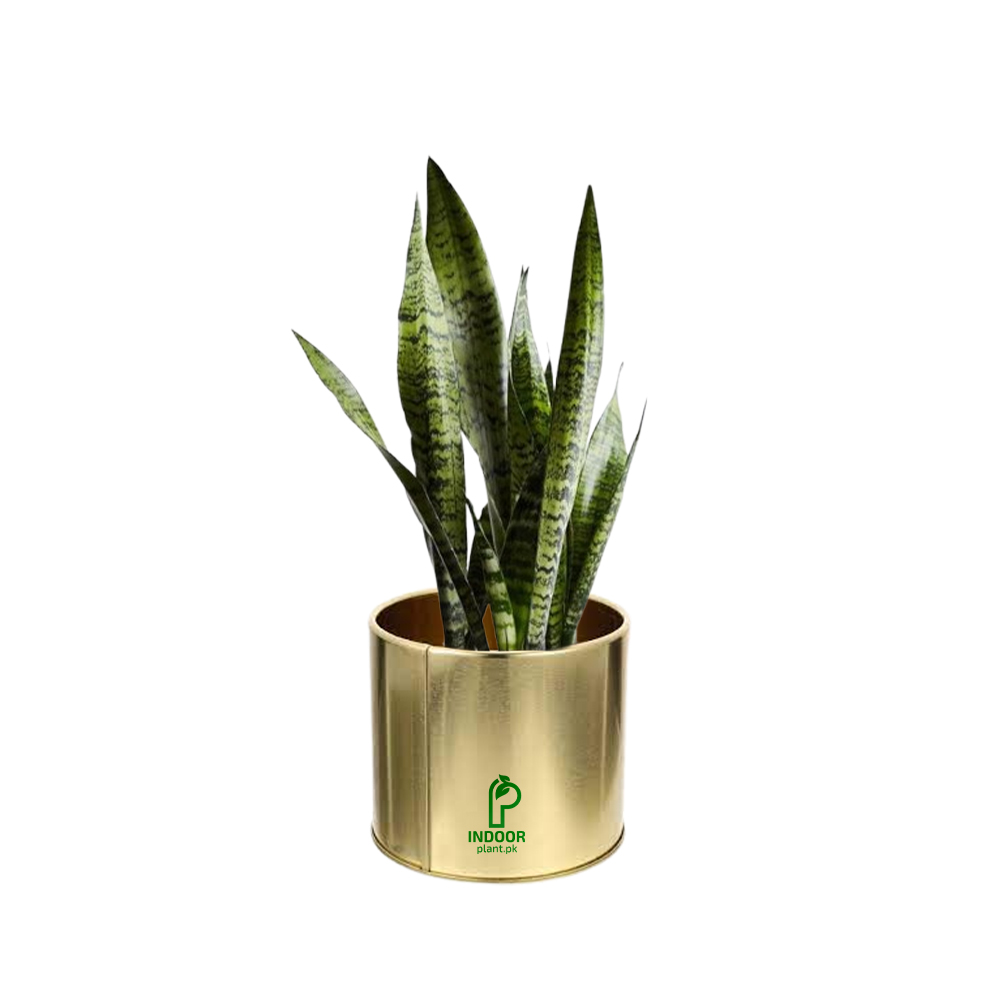 Snake Plant in Golden Pot - Table/Desk Size