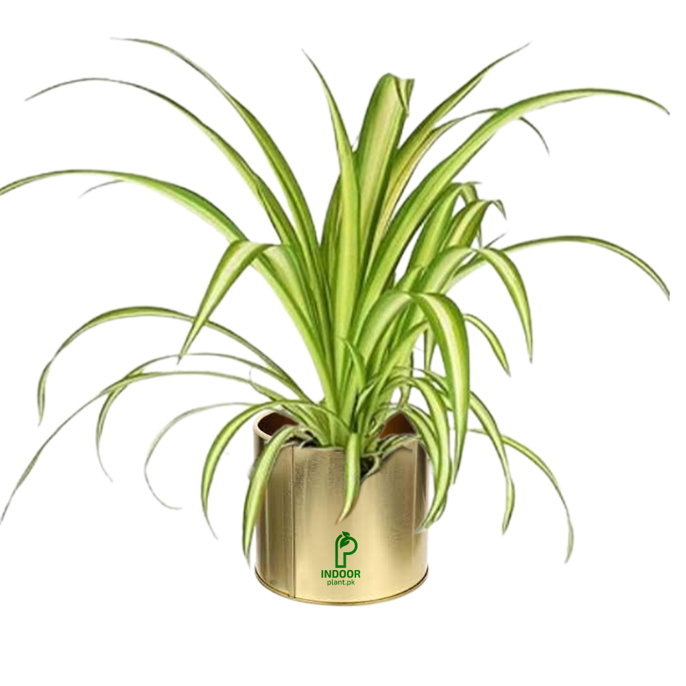 Spider Plant in Golden Pot - Desk/Table Size