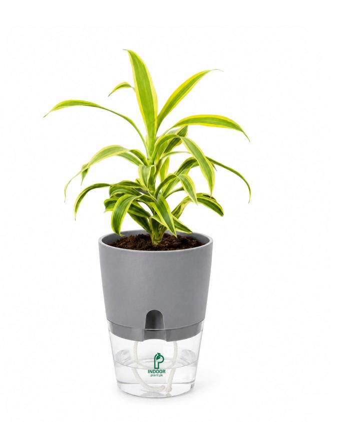Dracaena Reflexa Table Desk Plant With Self Watering Pot