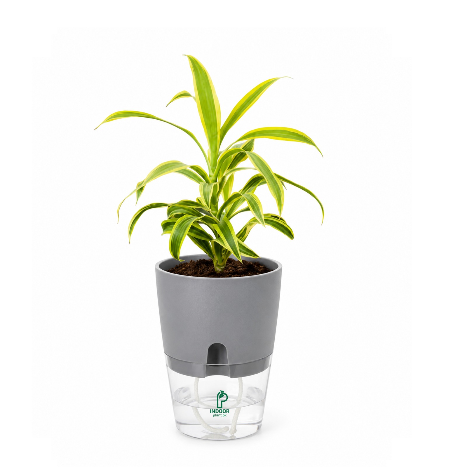 Dracaena Reflexa Table Desk Plant With Self Watering Pot