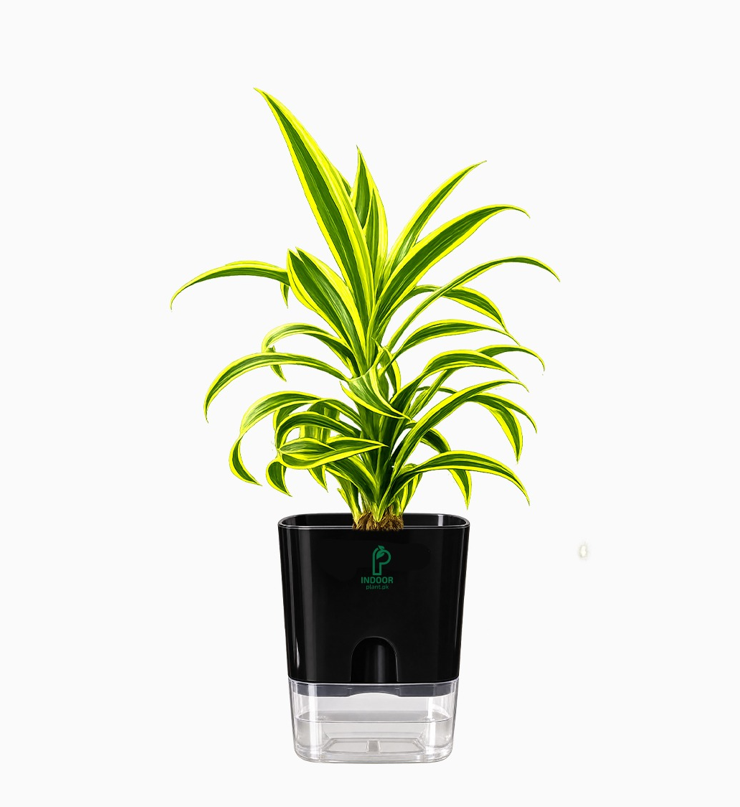 Dracaena Reflexa Table/Desk Plant With Self Watering Pot