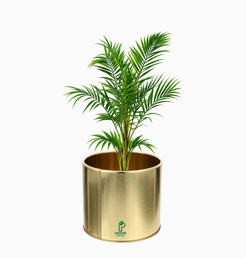 Areca Palm Plant in Golden Pot