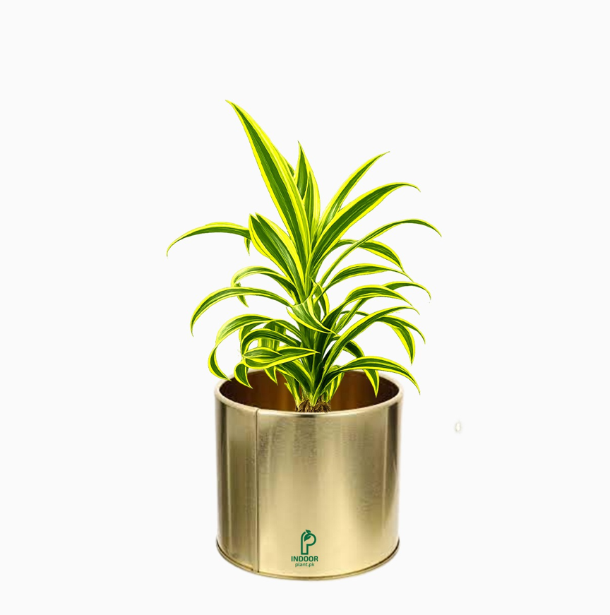 Dracaena Reflexa in Golden Pot