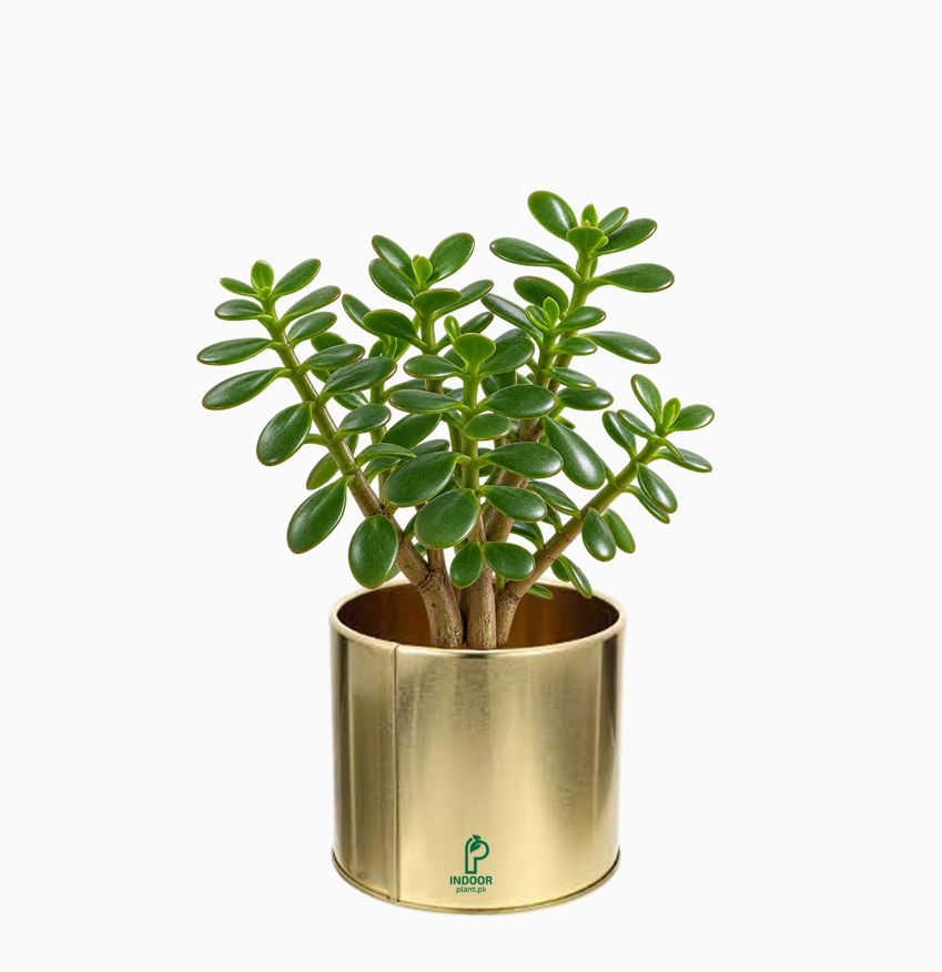 Jade (Lucky) Plant in Golden Pot