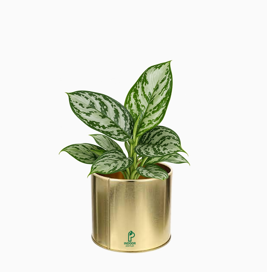 Aglaonema Silver Plant in Golden Pot
