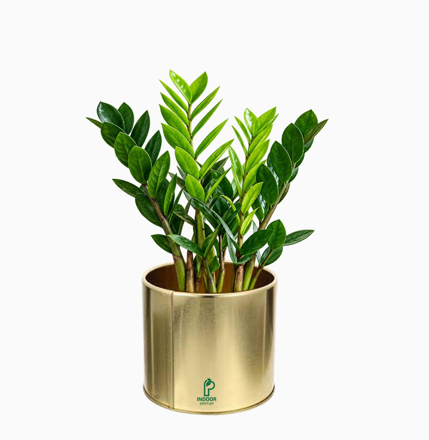 ZZ Plant (Zamioculcas zamiifolia) in Golden Table Pot